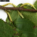 SpeciesSub: subsp. albosinensis SpeciesSub: subsp. albosinensis